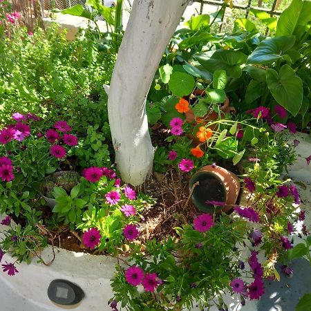 Poros Town Studio In Garden מראה חיצוני תמונה